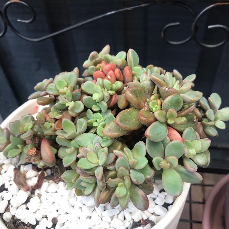 plant image 1220066