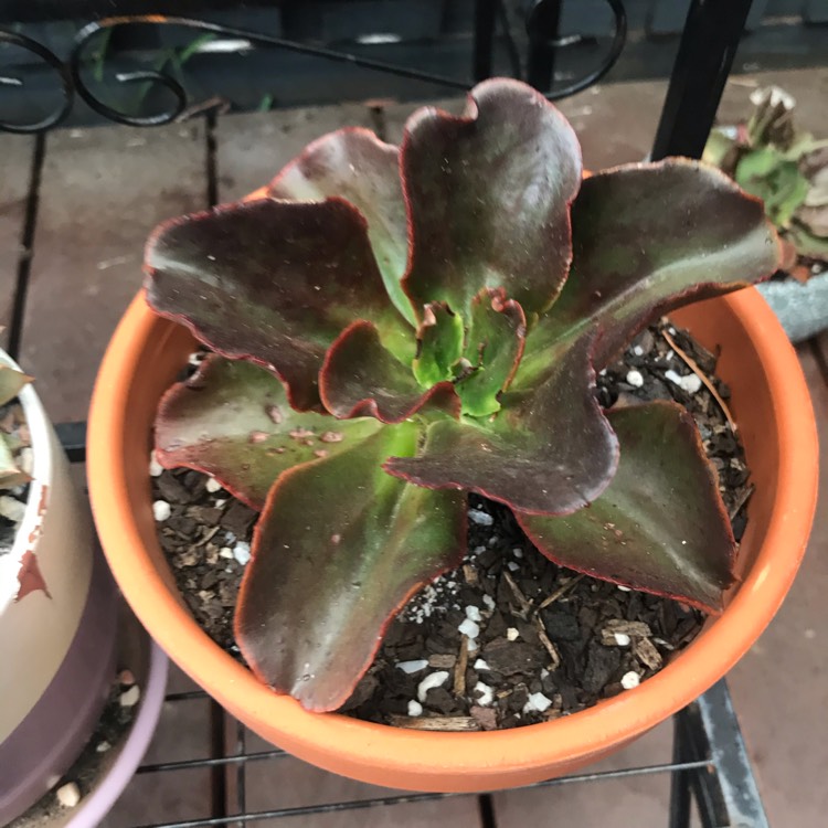 plant image 1221580