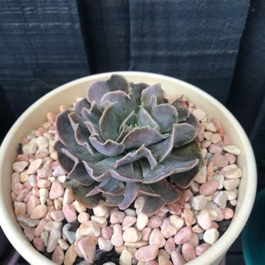 Echeveria Doppler