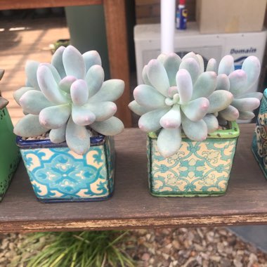 Pachyphytum Blue Haze