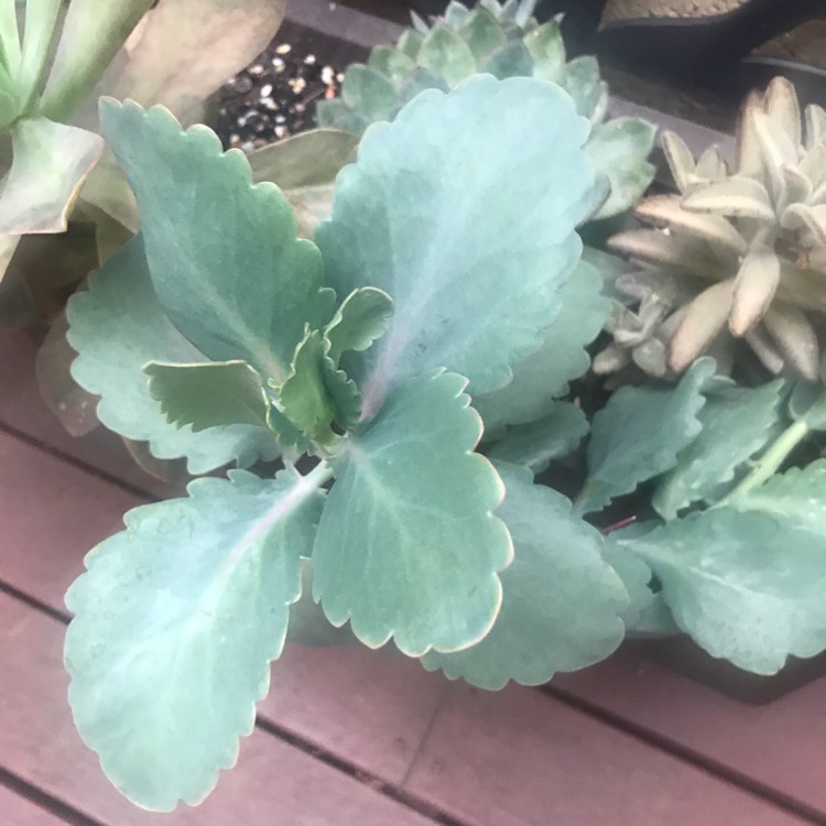 plant image 1231214