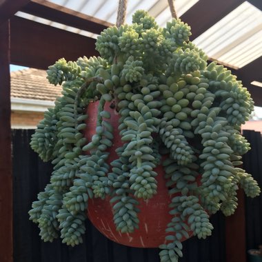 Sedum Burrito