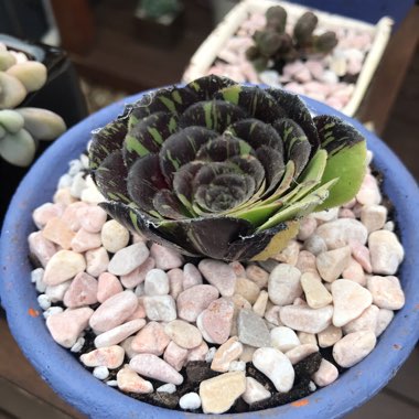 Aeonium Big Bang