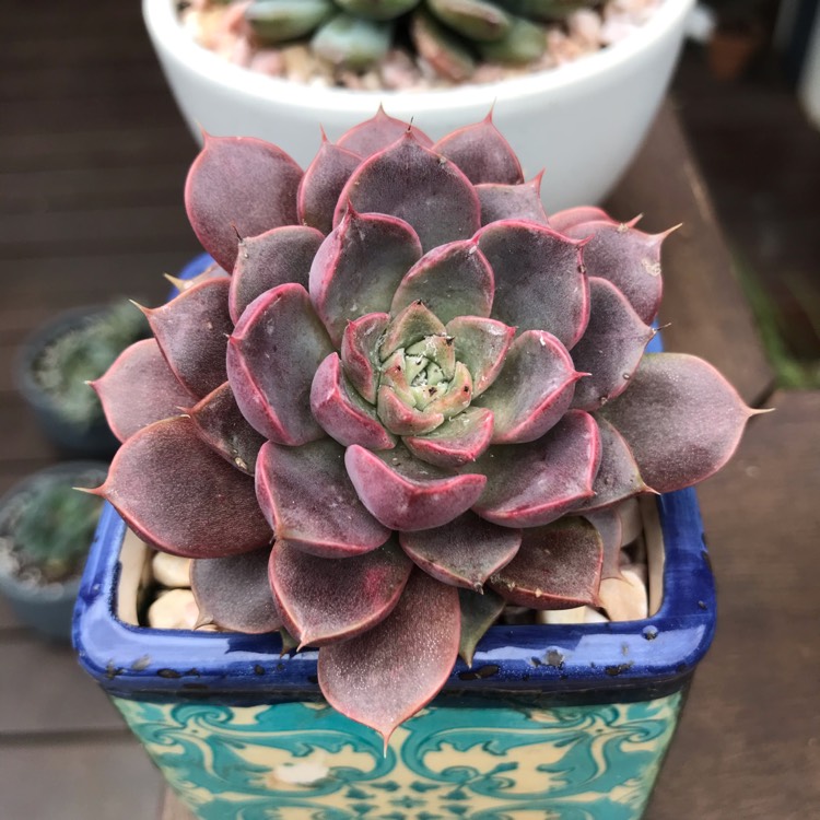 Plant image Echeveria Parks Pop Candy