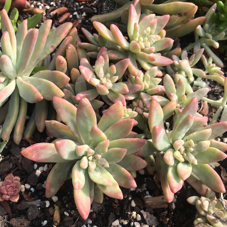 plant image 1262786 plant image 1262786