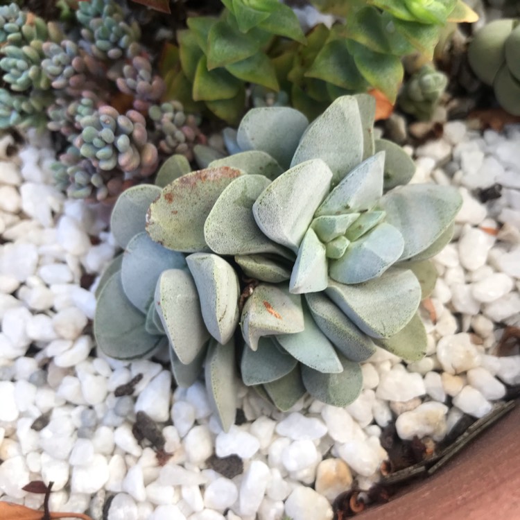 plant image 1262860 plant image 1262860