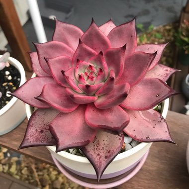 Echeveria Agavoides Romeo