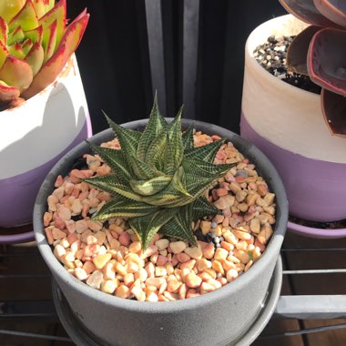 Haworthiopsis Limifolia var. Limifolia Variagata