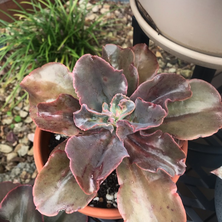 plant image 1290412