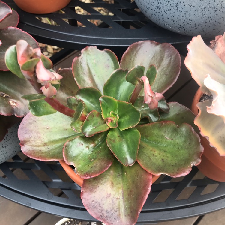 plant image 1290416