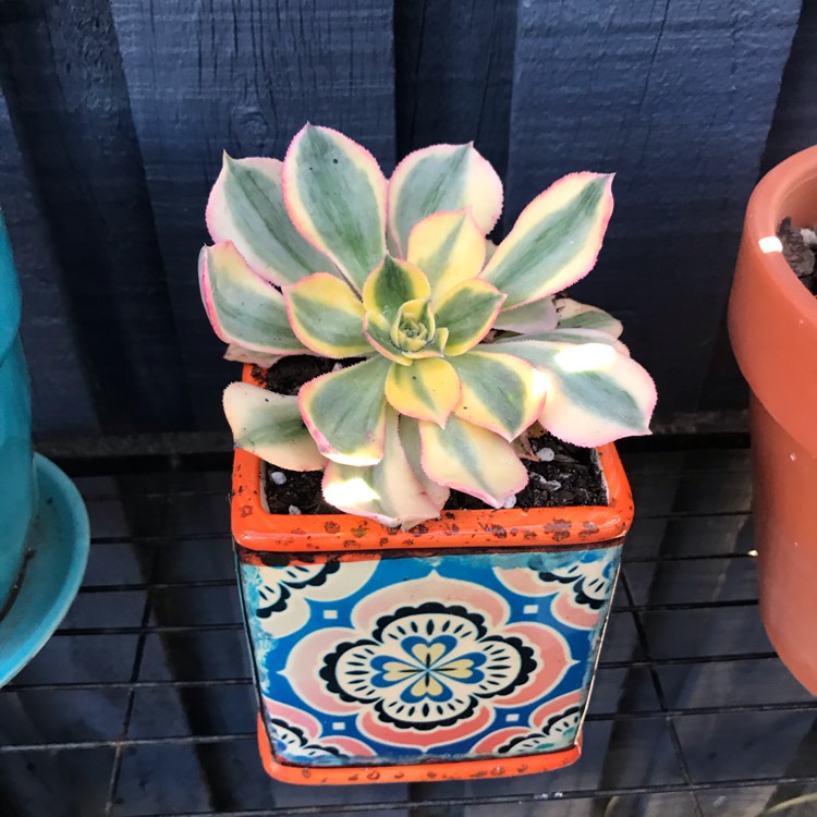 plant image 1297037