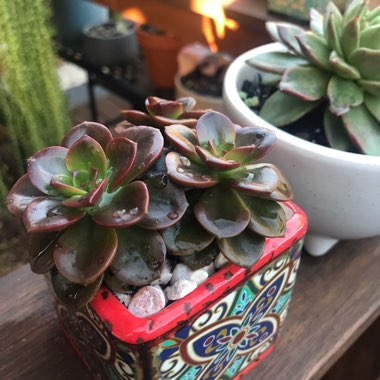 Echeveria Melaco