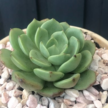 Echeveria Bella Donna