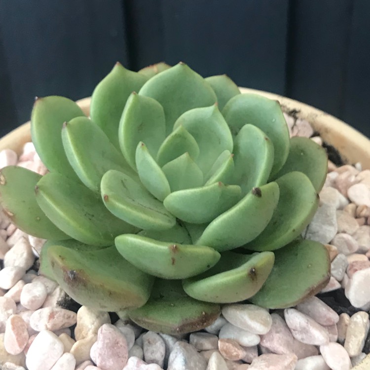 Echeveria Bella Donna, Echeveria 'Bella Donna' - uploaded by @ashysuccies