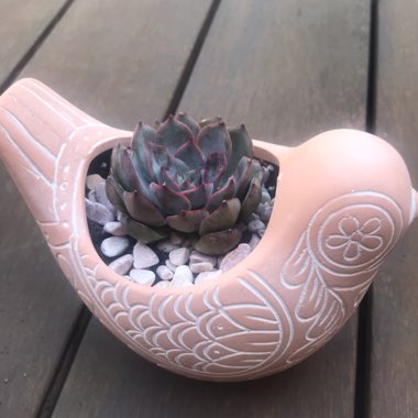 Echeveria Roulette
