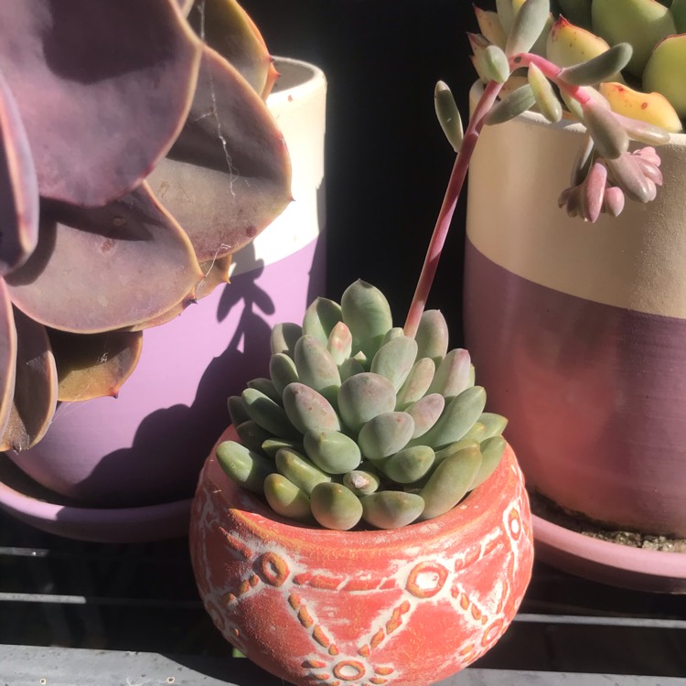 plant image 1367089