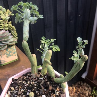 Senecio articulatus