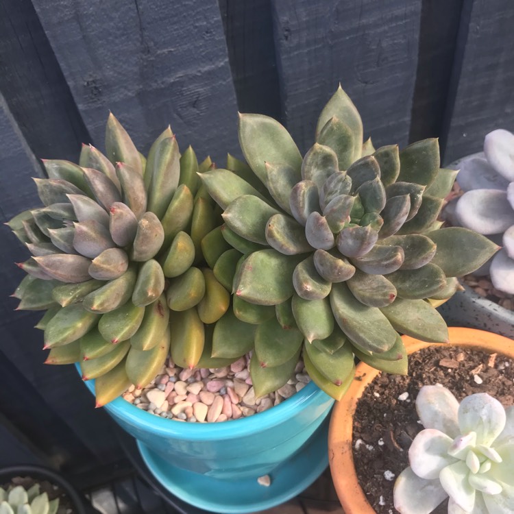 plant image 1373539 plant image 1373539