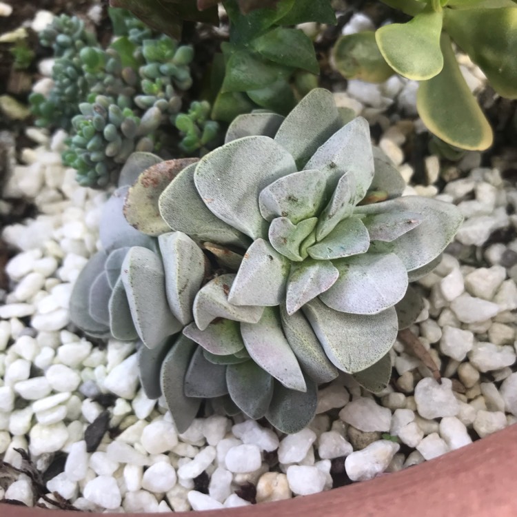 plant image 1373541 plant image 1373541