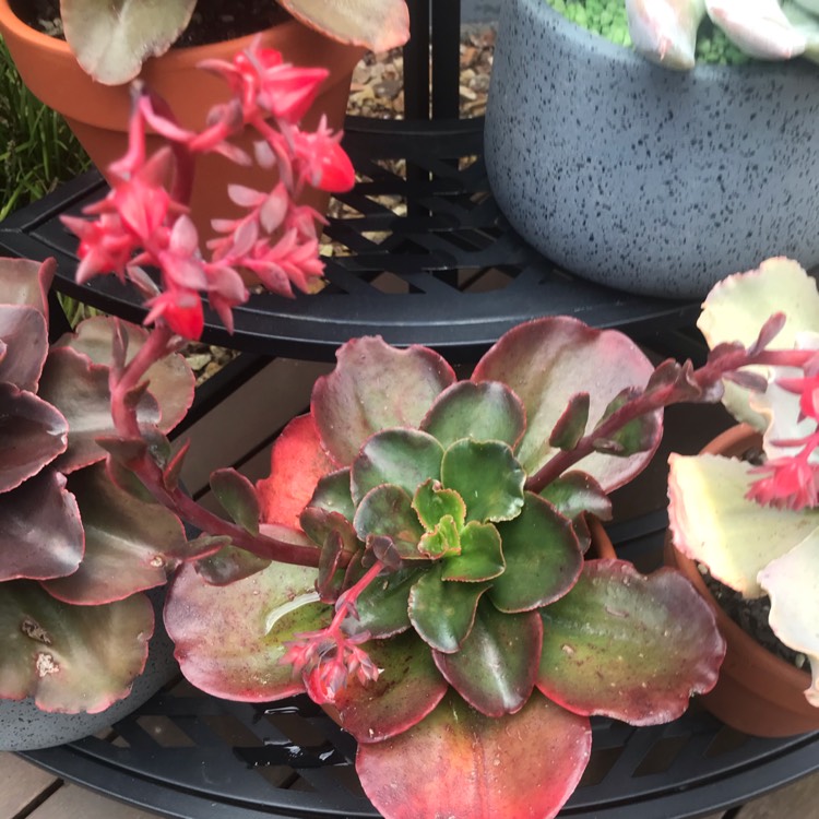 Plant image Echeveria Chocolate