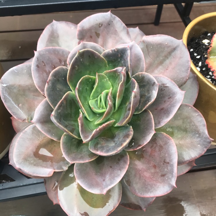 plant image 1379795