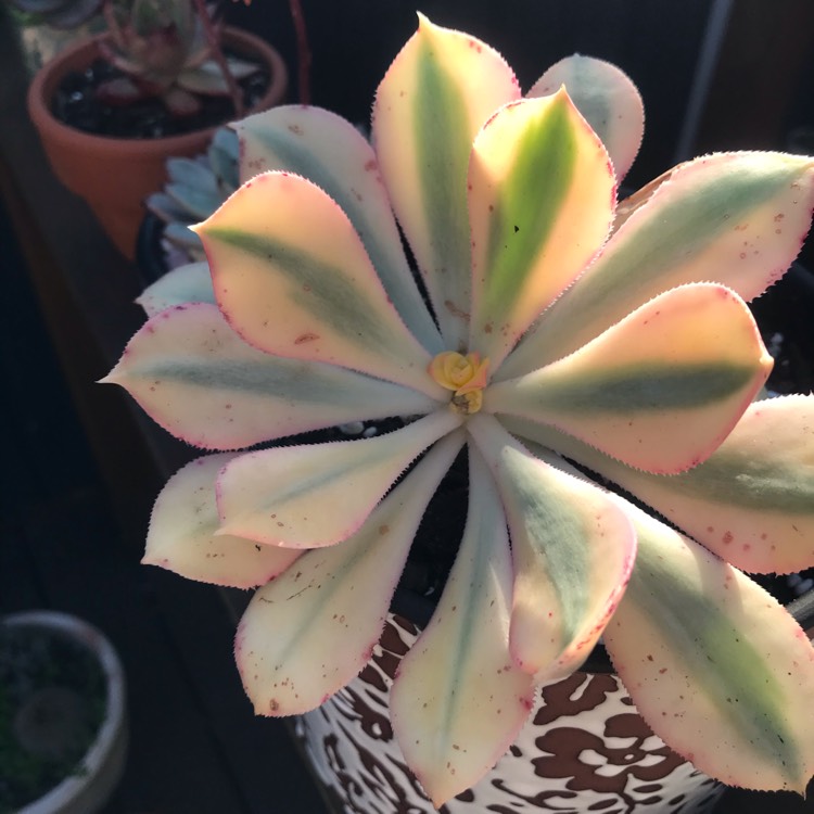 plant image 1398414