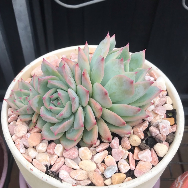 Plant image Echeveria Home Alone