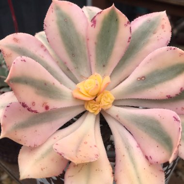 Aeonium Sunburst