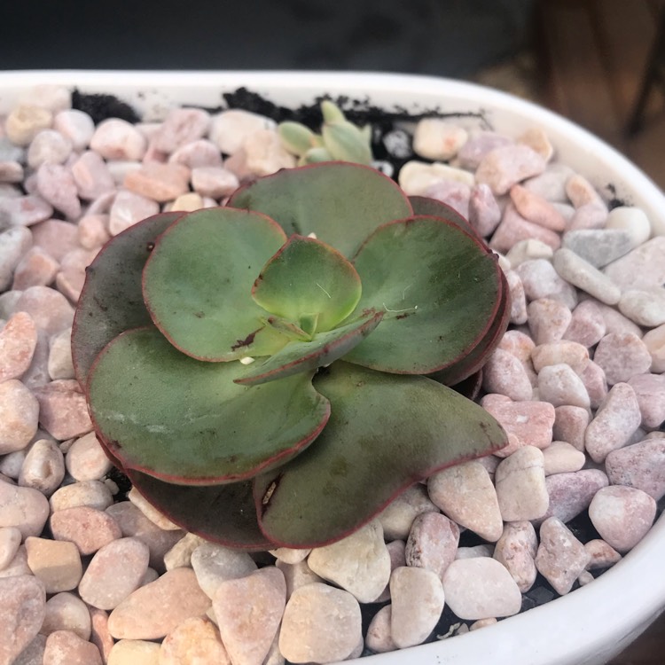 plant image 1410949