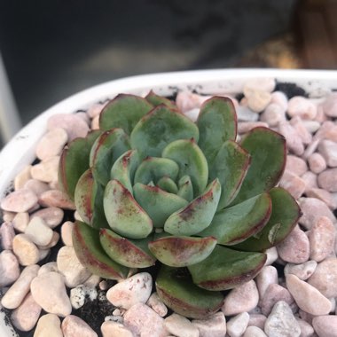 Echeveria Haru Urara
