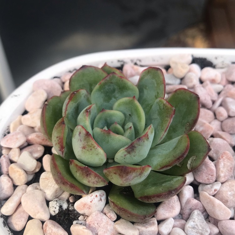 Plant image Echeveria Haru Urara