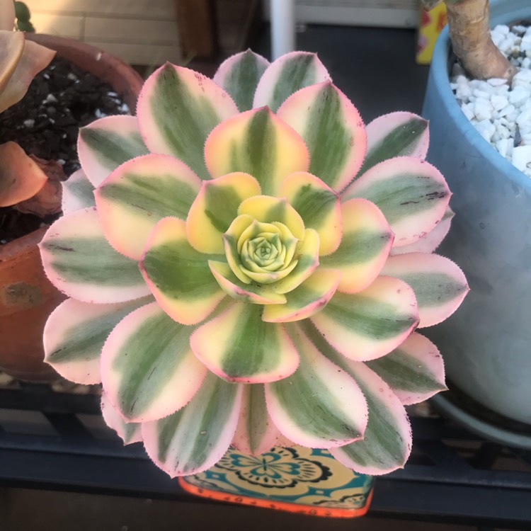 plant image 1415913