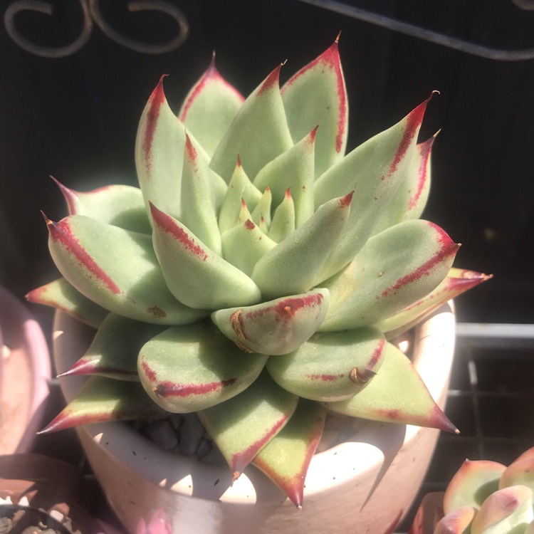 Plant image Echeveria Agavoides Ebony Hybrid