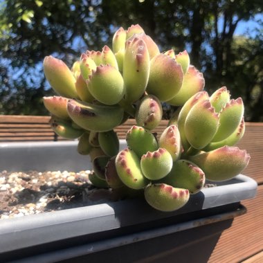 Cotyledon tomentosa