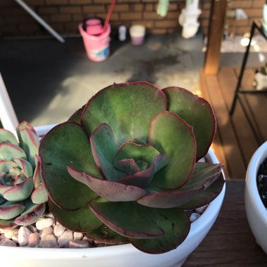 Echeveria Suyon