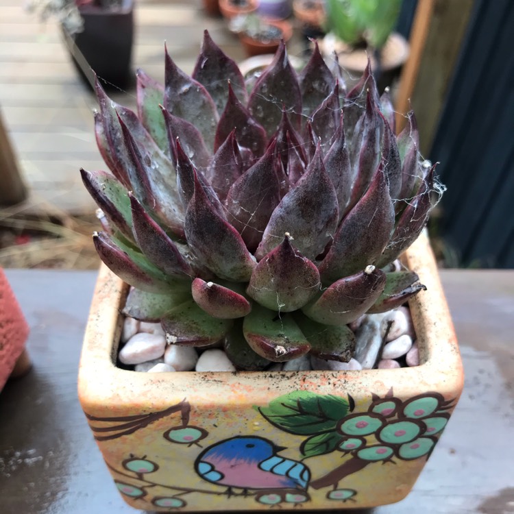 Plant image Echeveria Agavoides Blood Maria