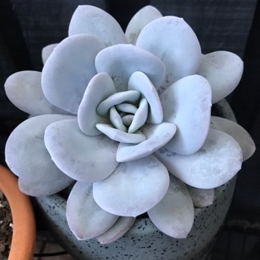 Echeveria laui
