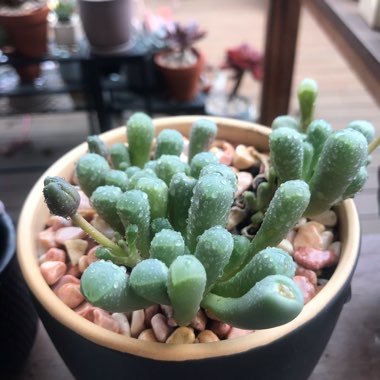 Fenestraria aurantiaca