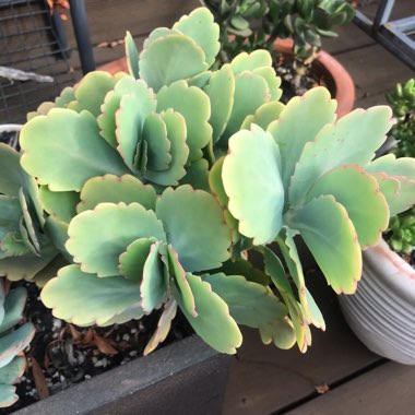 Kalanchoe Fedtschenkoi