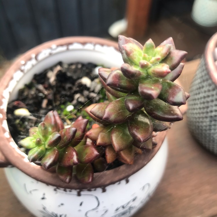 plant image 1454686