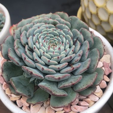 Echeveria Minima x Tuxpan