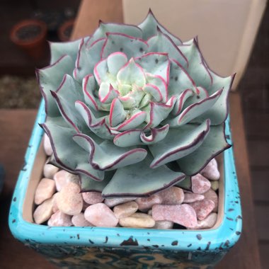 Echeveria Strictiflora