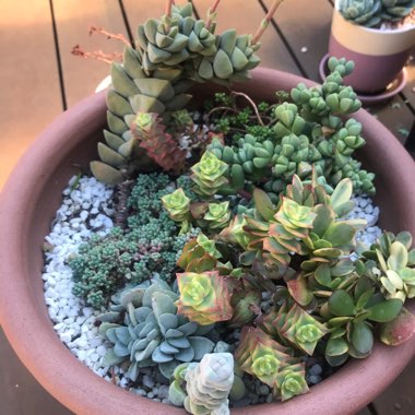 Various