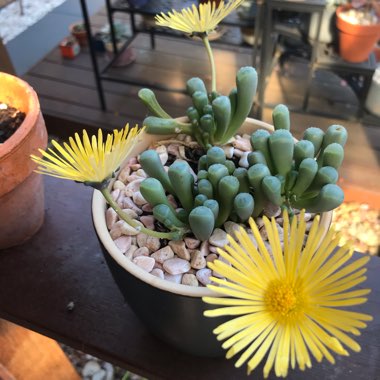 Fenestraria aurantiaca