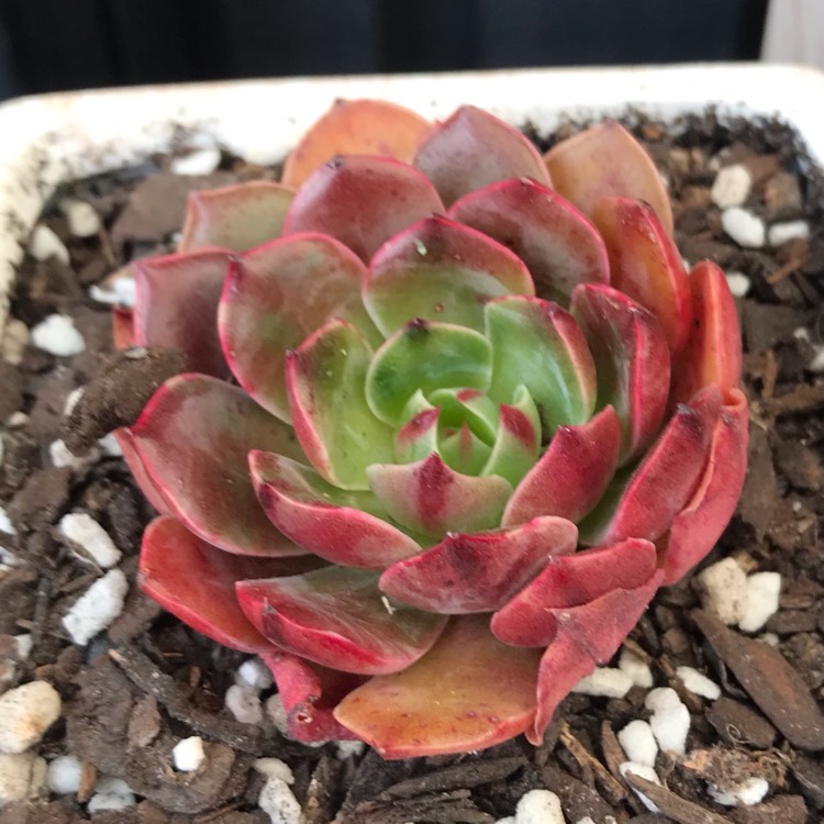 Plant image Echeveria Santa Lewis