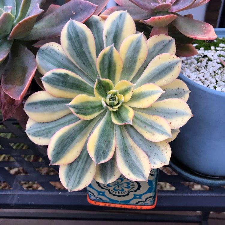 plant image 1478653