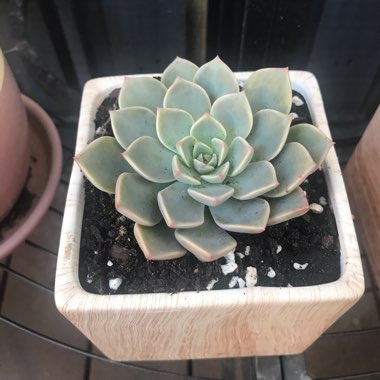 xGraptoveria Marpin