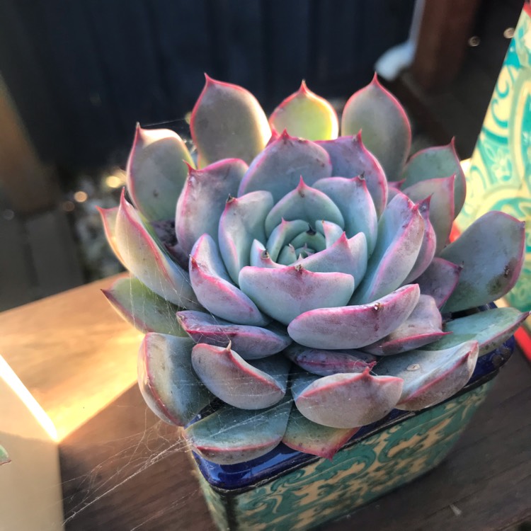 plant image 1487327