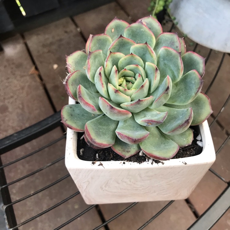 Plant image Echeveria Haru Urara