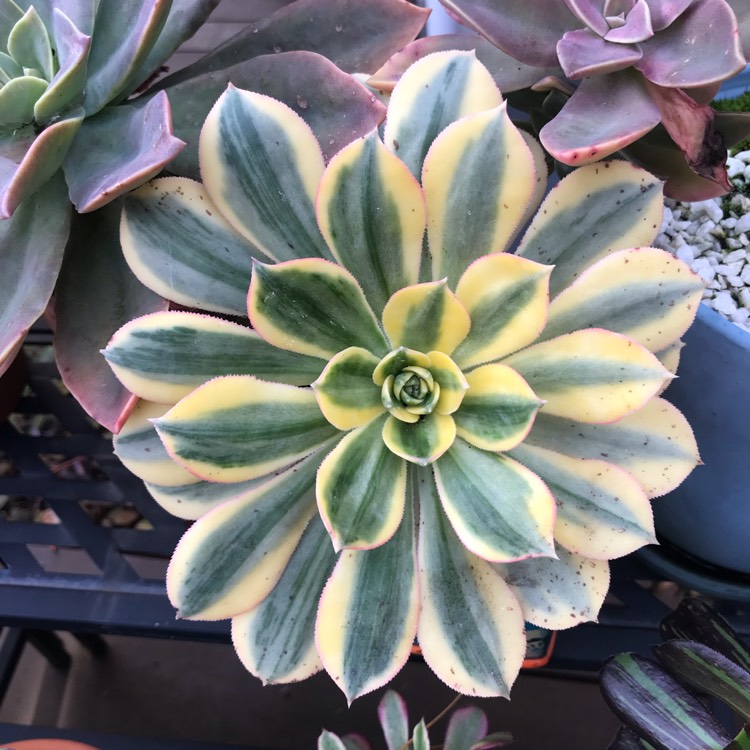 plant image 1499438